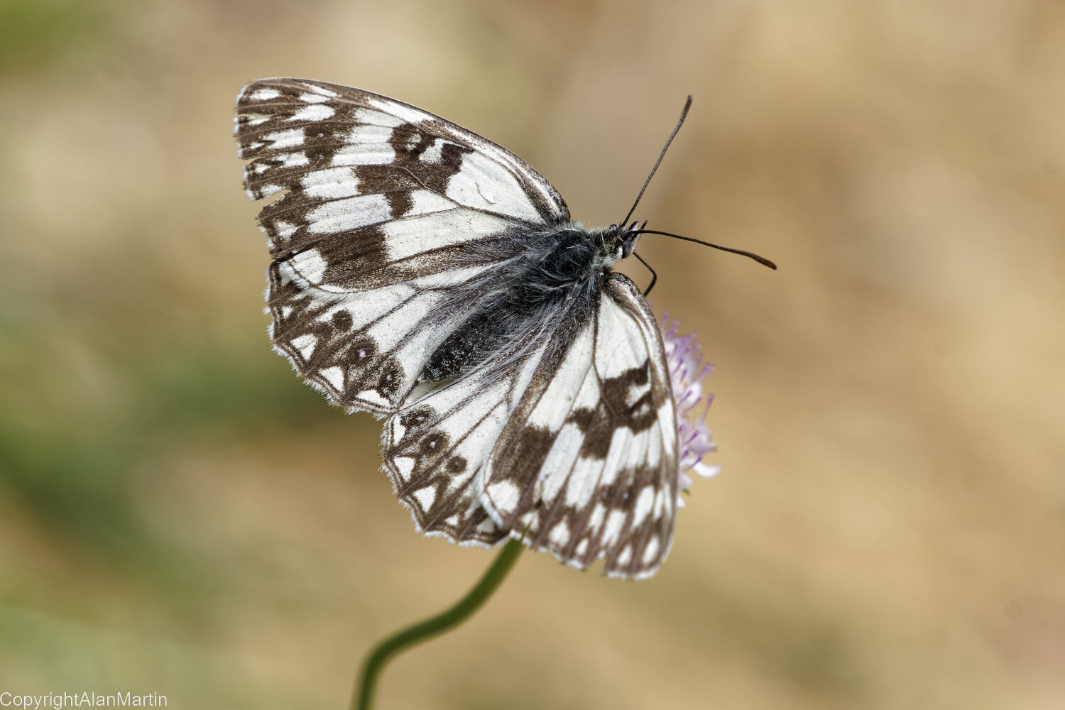 21. Marbled White