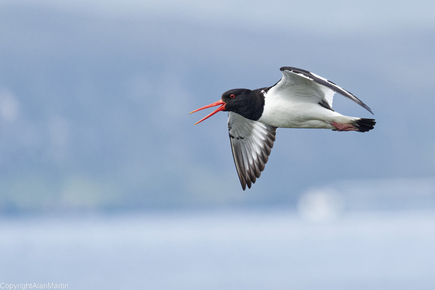 22. Oystercatcher