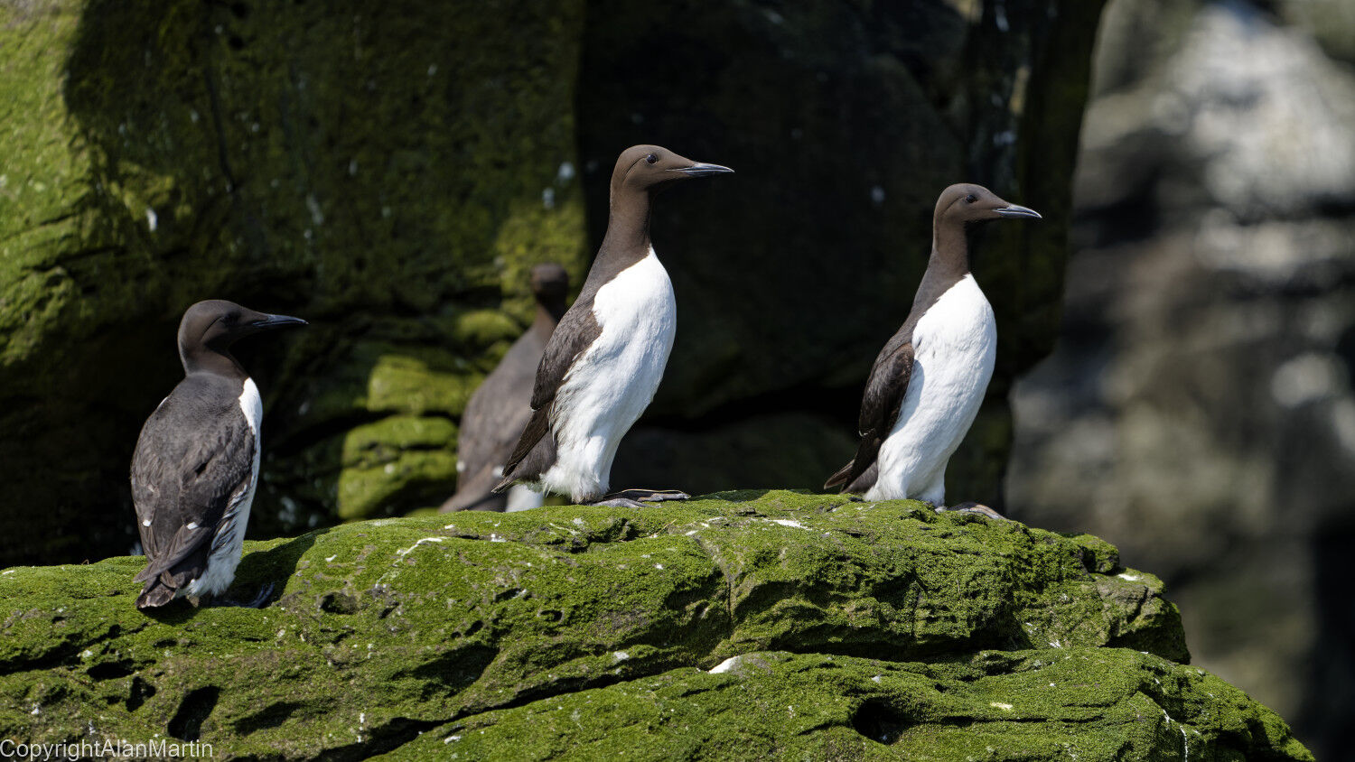 23. Guillemots