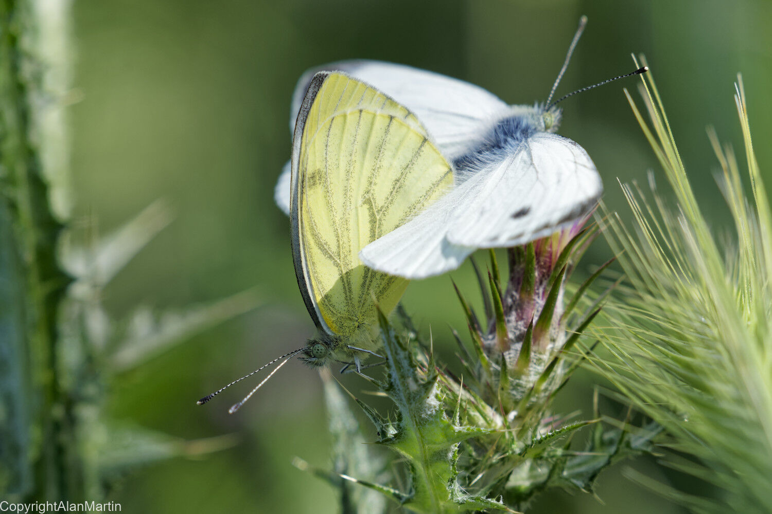 23. Green-veined Whites mating