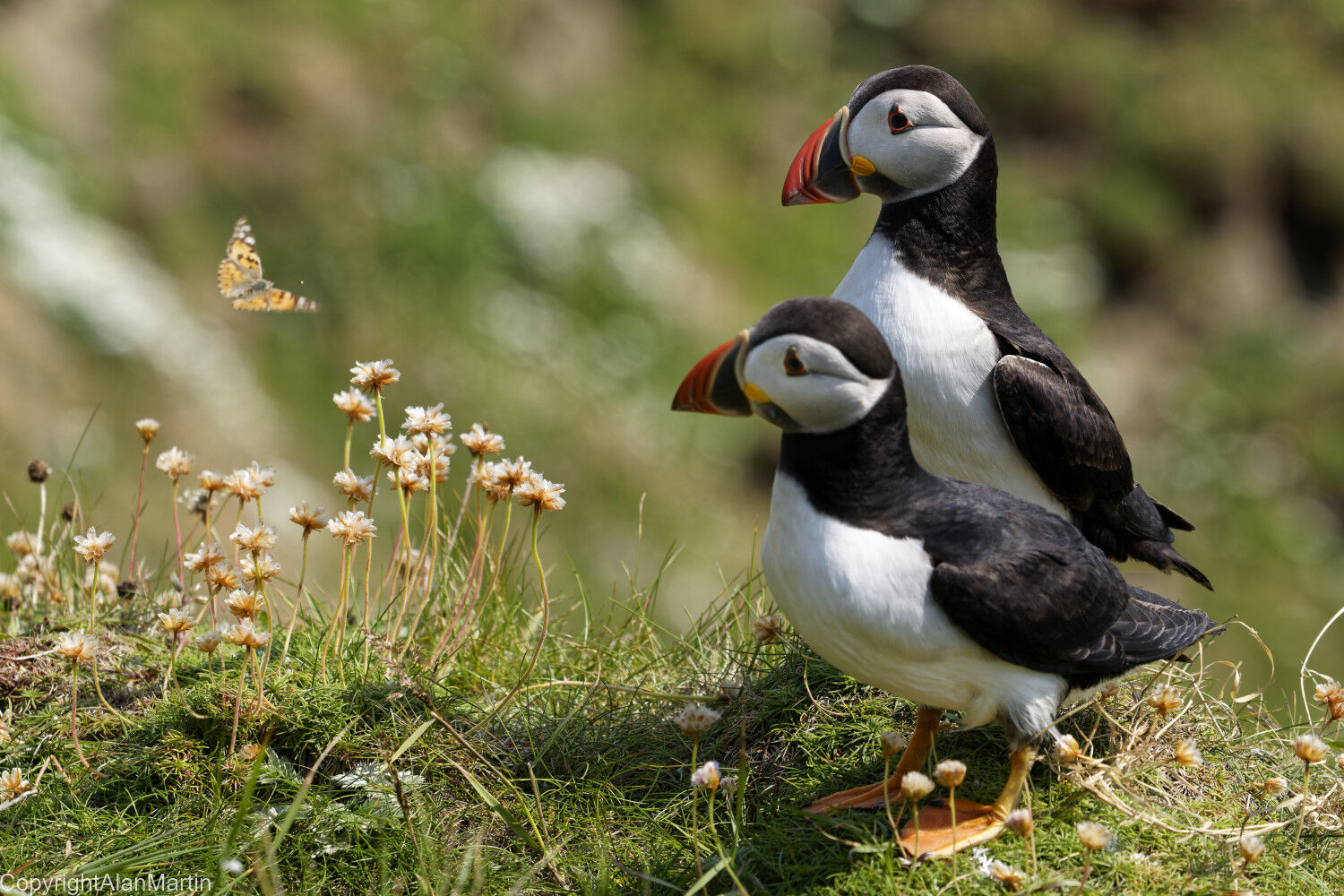 24. Two Puffins and a Painted lady