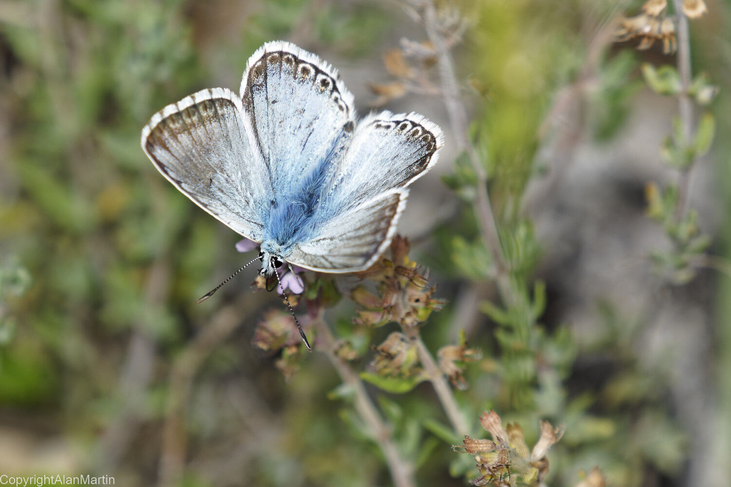 24. Chalkhill Blue