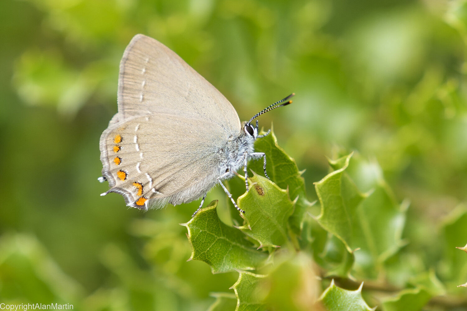 25. Ilex Hairstreak