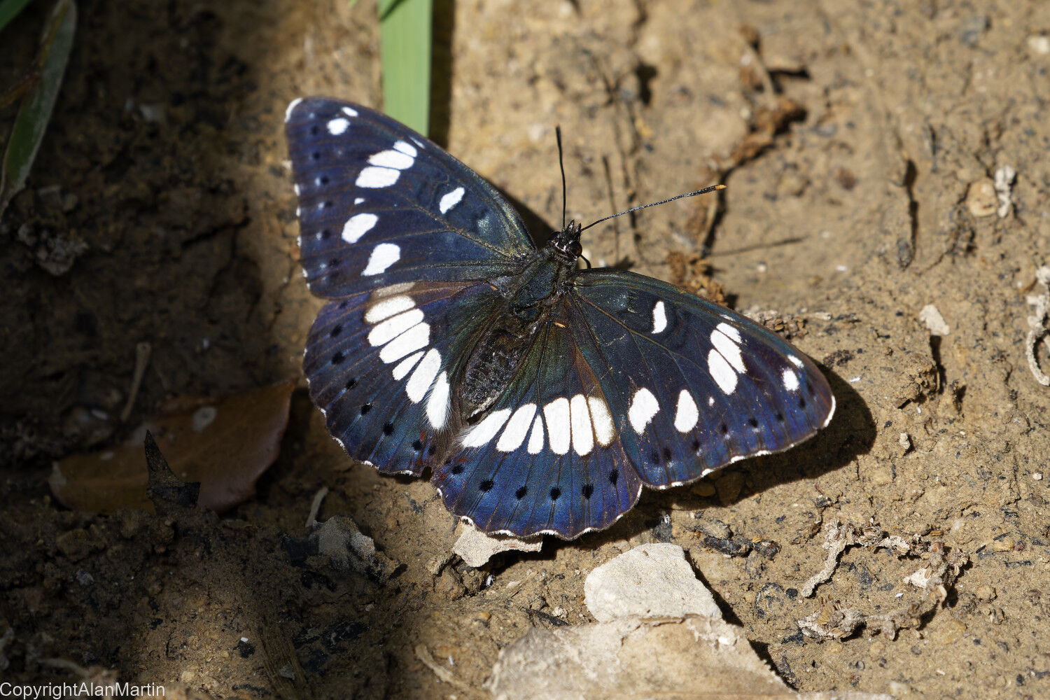 26. Southern White Admiral