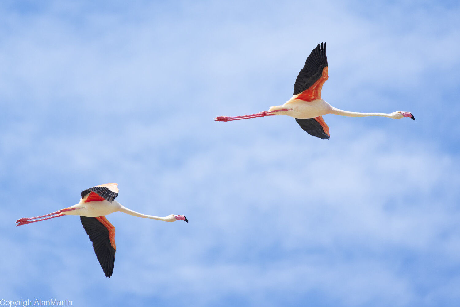 27. Flamingos