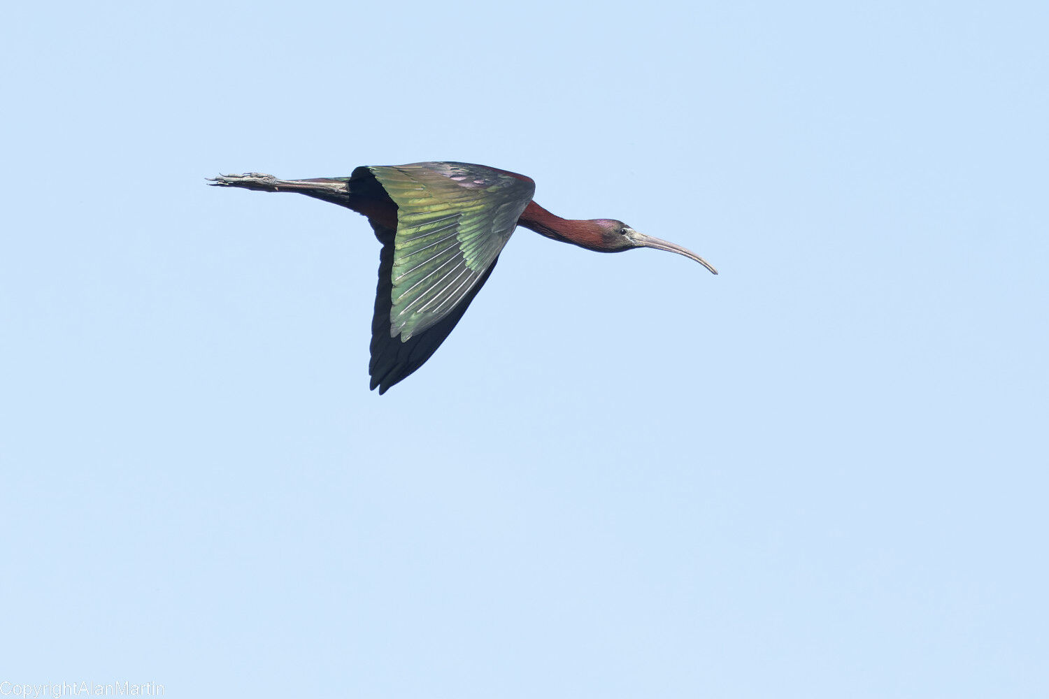 28. Glossy Ibis