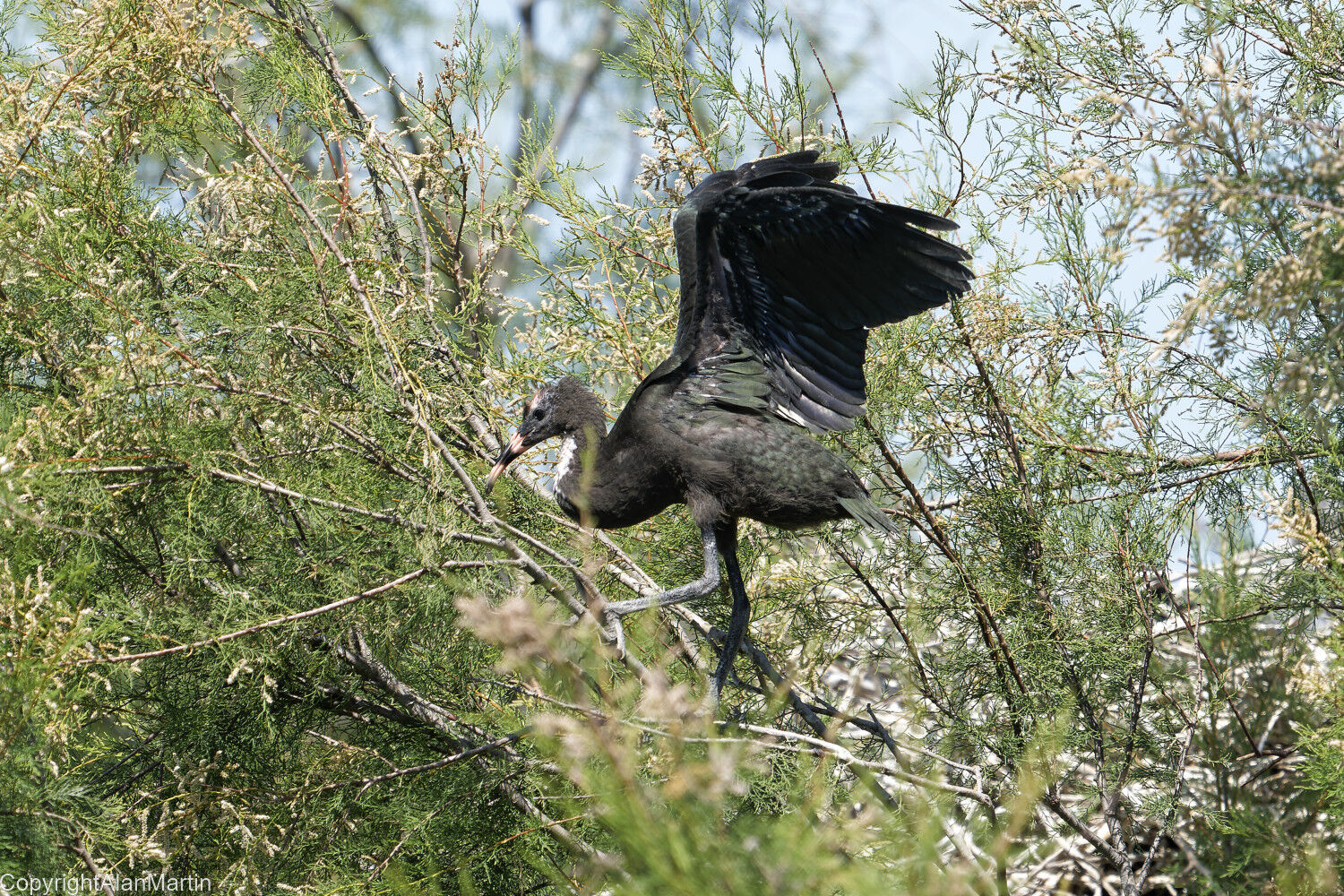 29.  Young Glossy Ibis