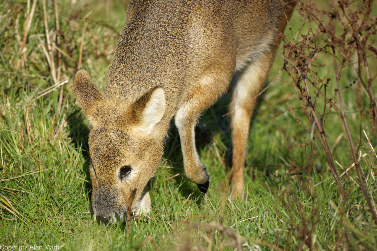 2 Chineese water deer
