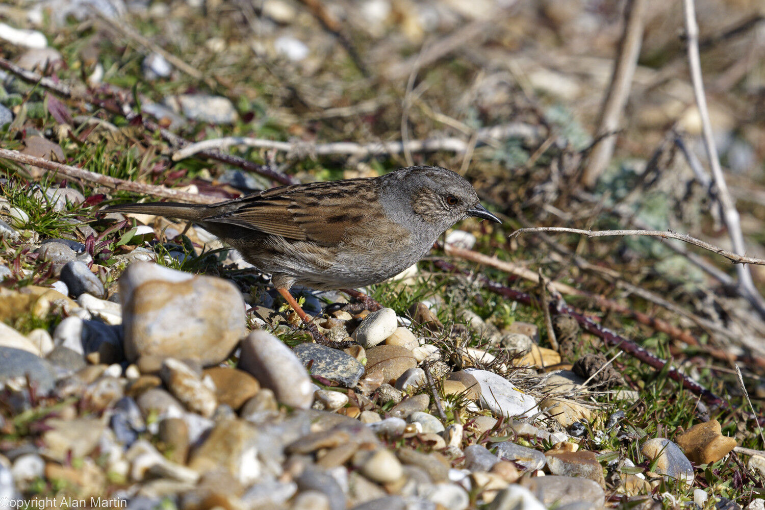 2 Dunnock on beach