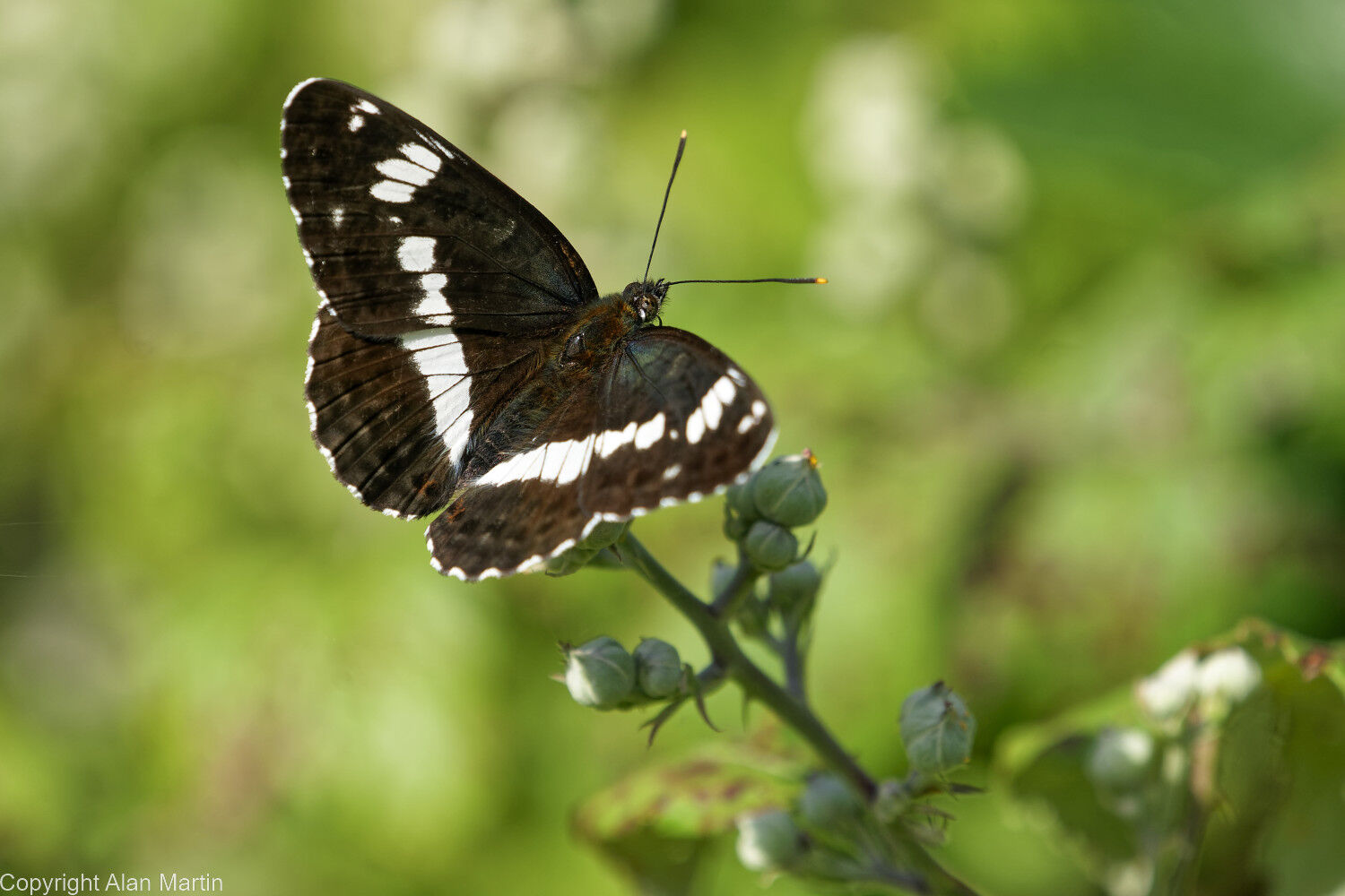 2 White admiral