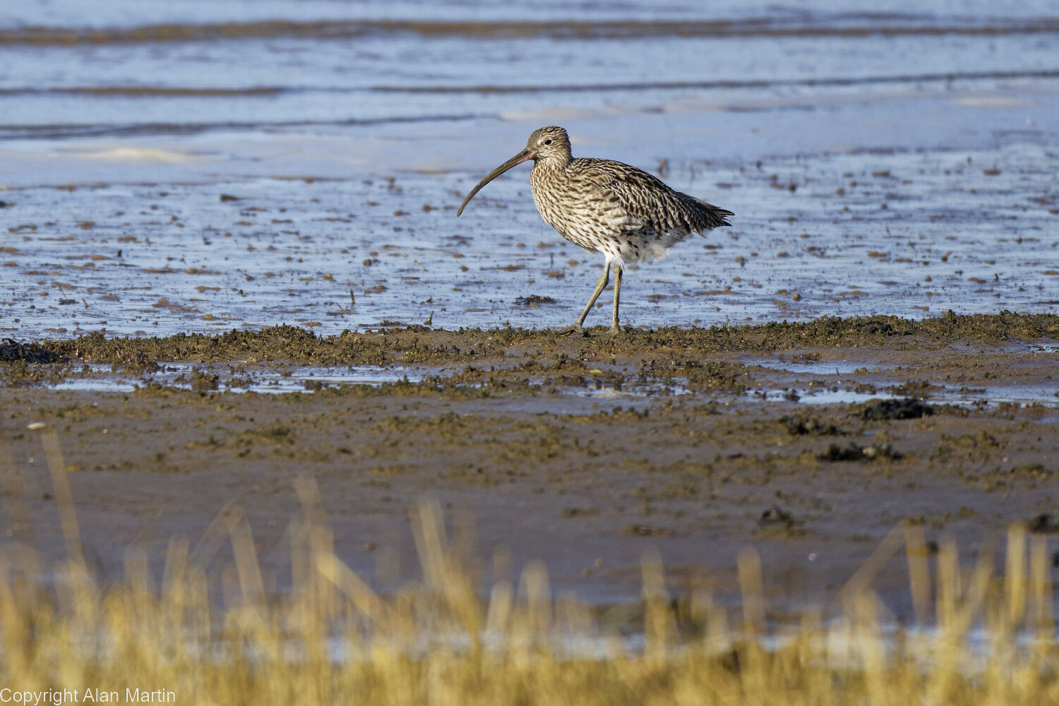 2 Curlew