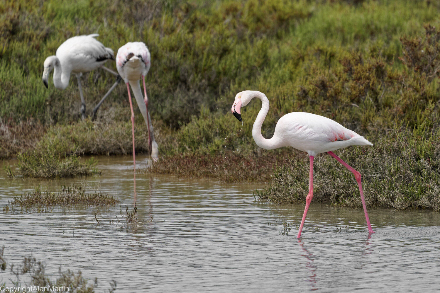 2 Flamingo