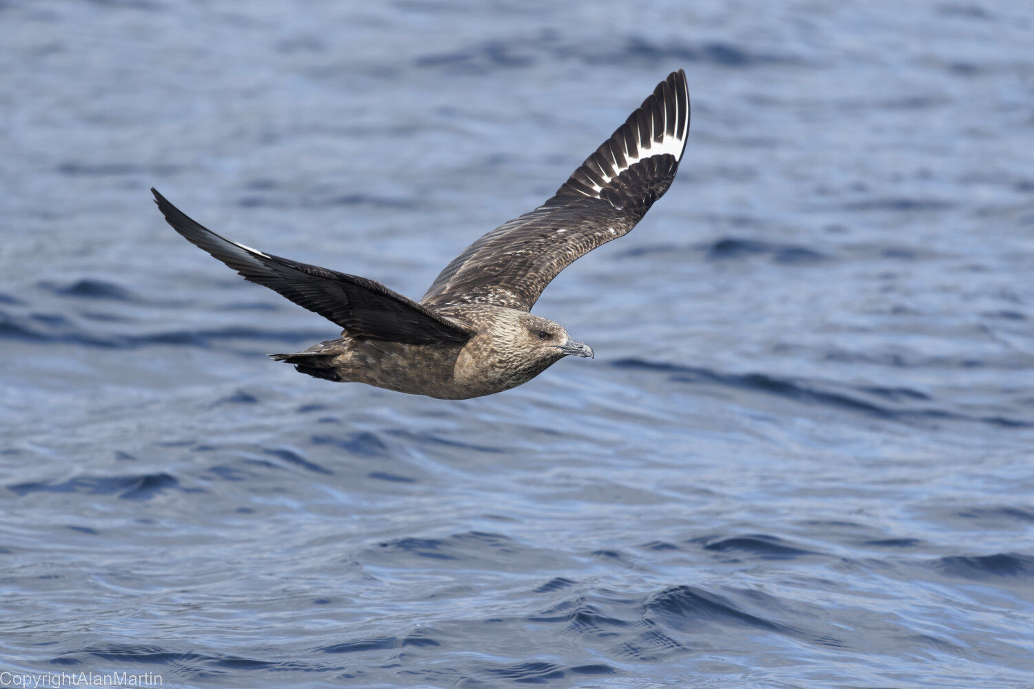2 Great Skua