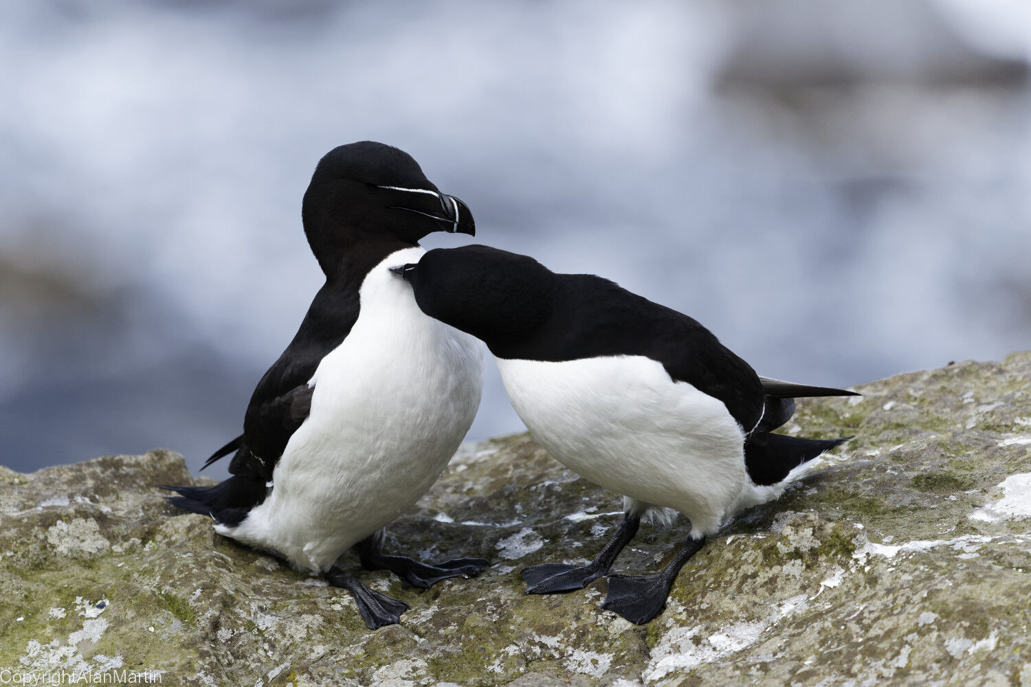 2 Razorbills
