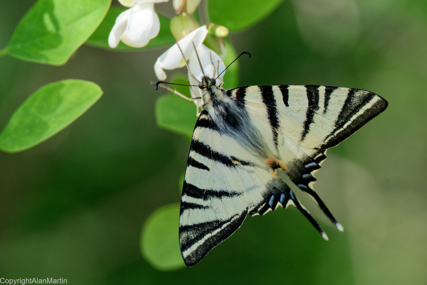 2 Scarce Swallowtail