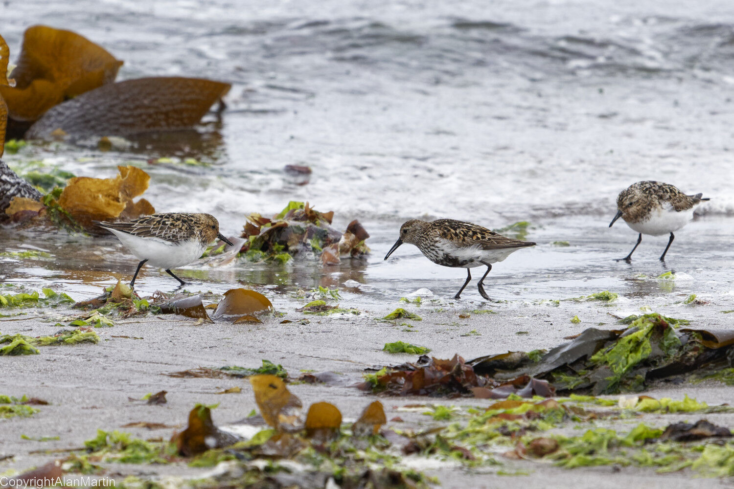 3. Dunlin