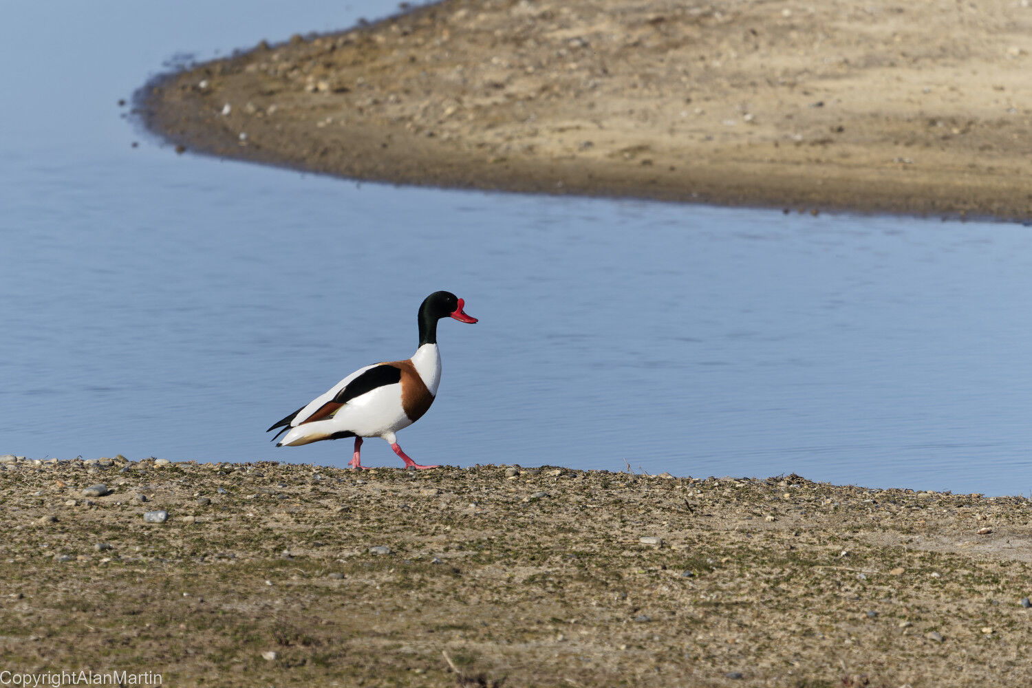 3.  Common Shelduck