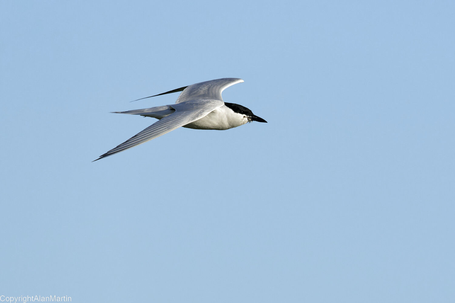 3.  Gull-billed Tern  2