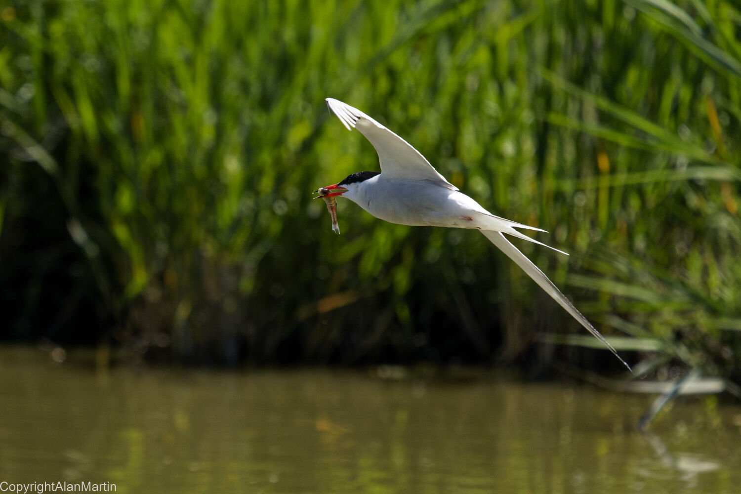 30. Common Tern