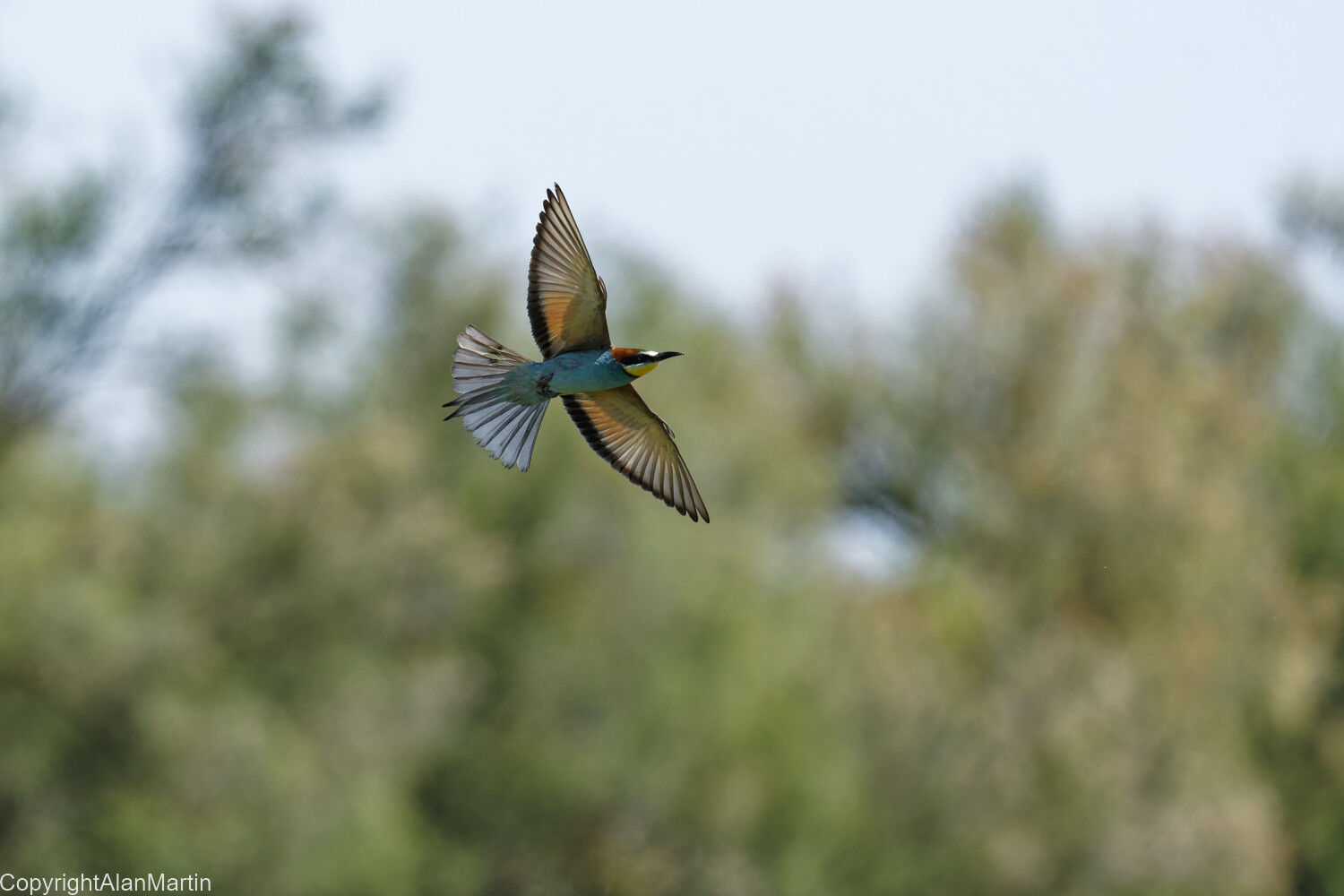 31.  Bee-eater