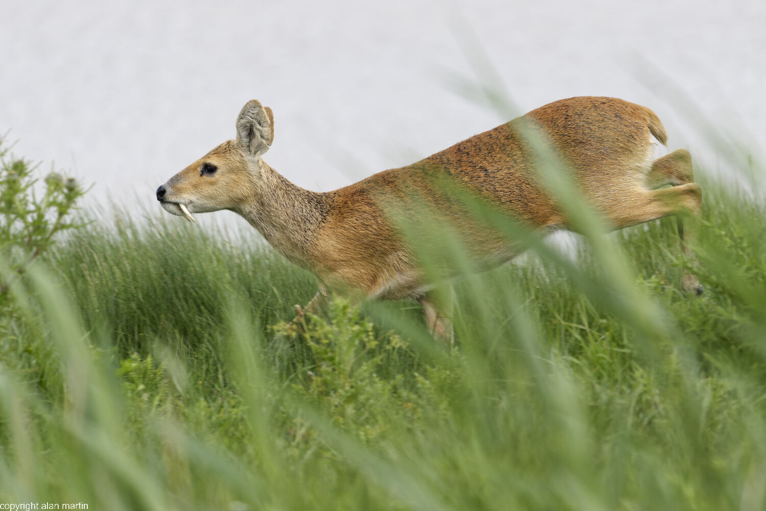 3 Chinese water deer