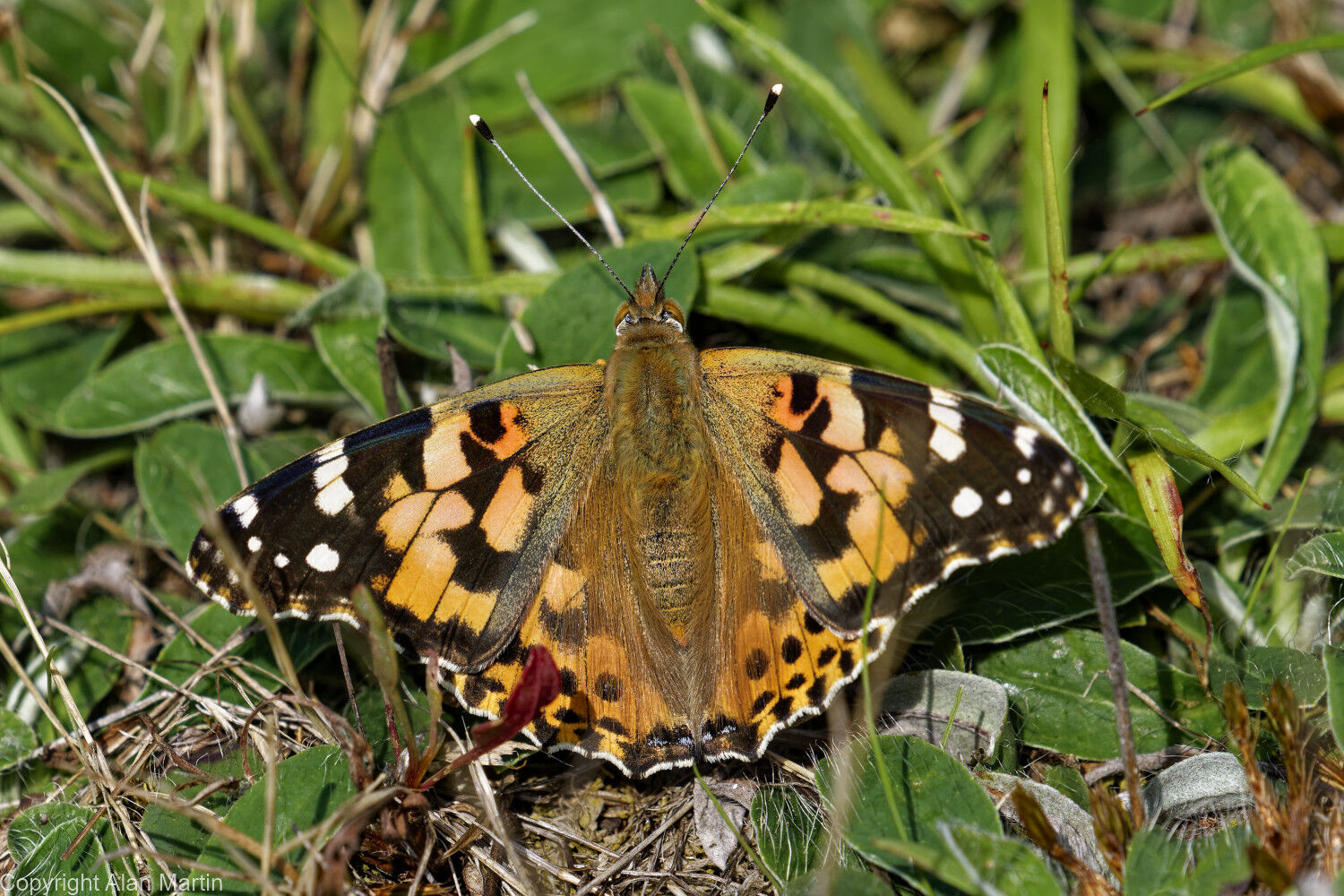 3 Painted Lady