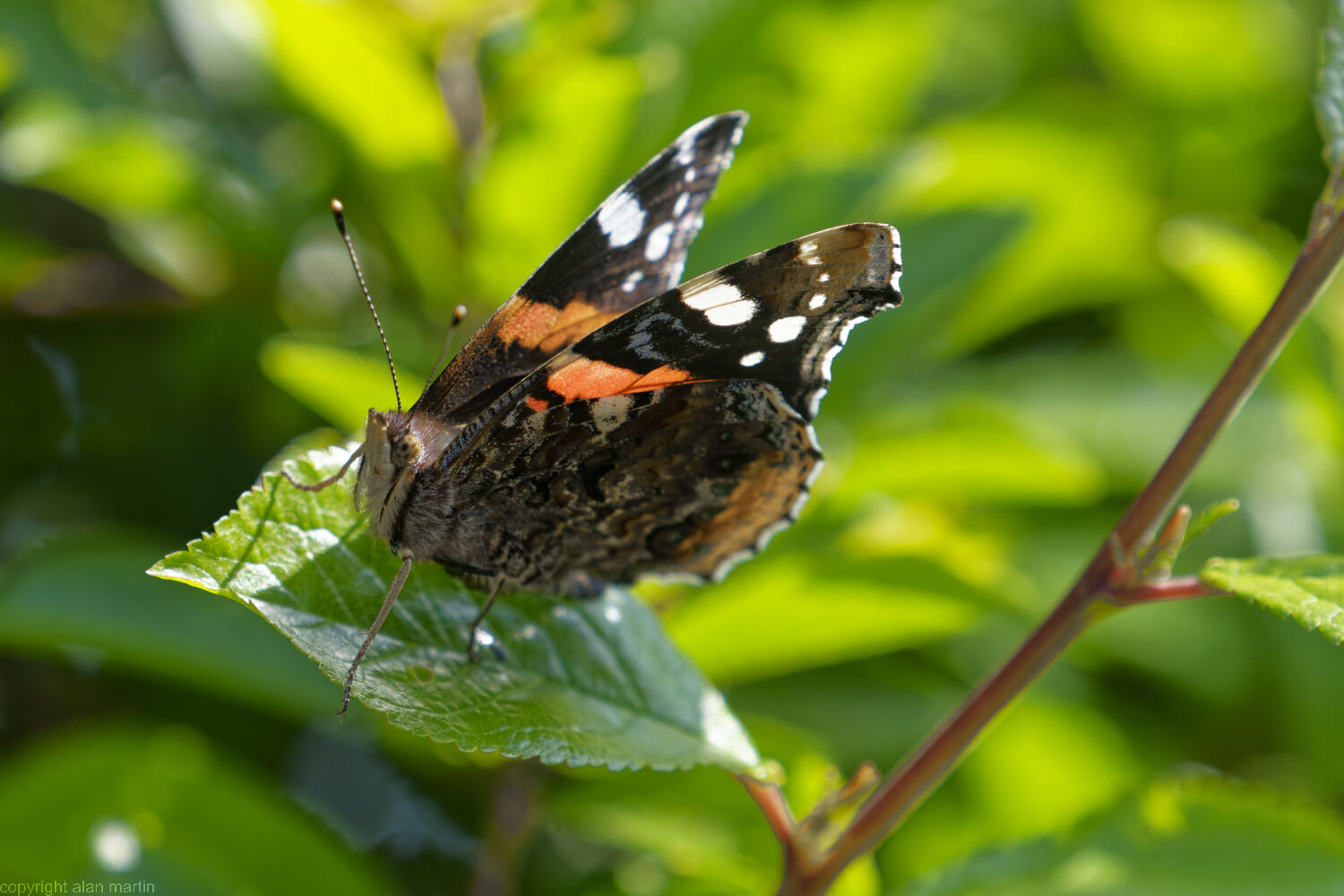 3 Red admiral