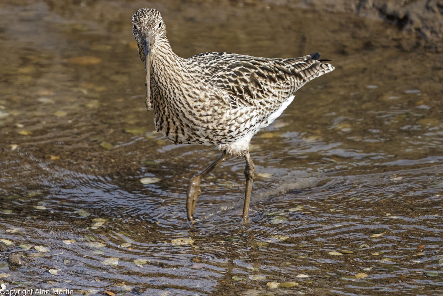 3  Curlew