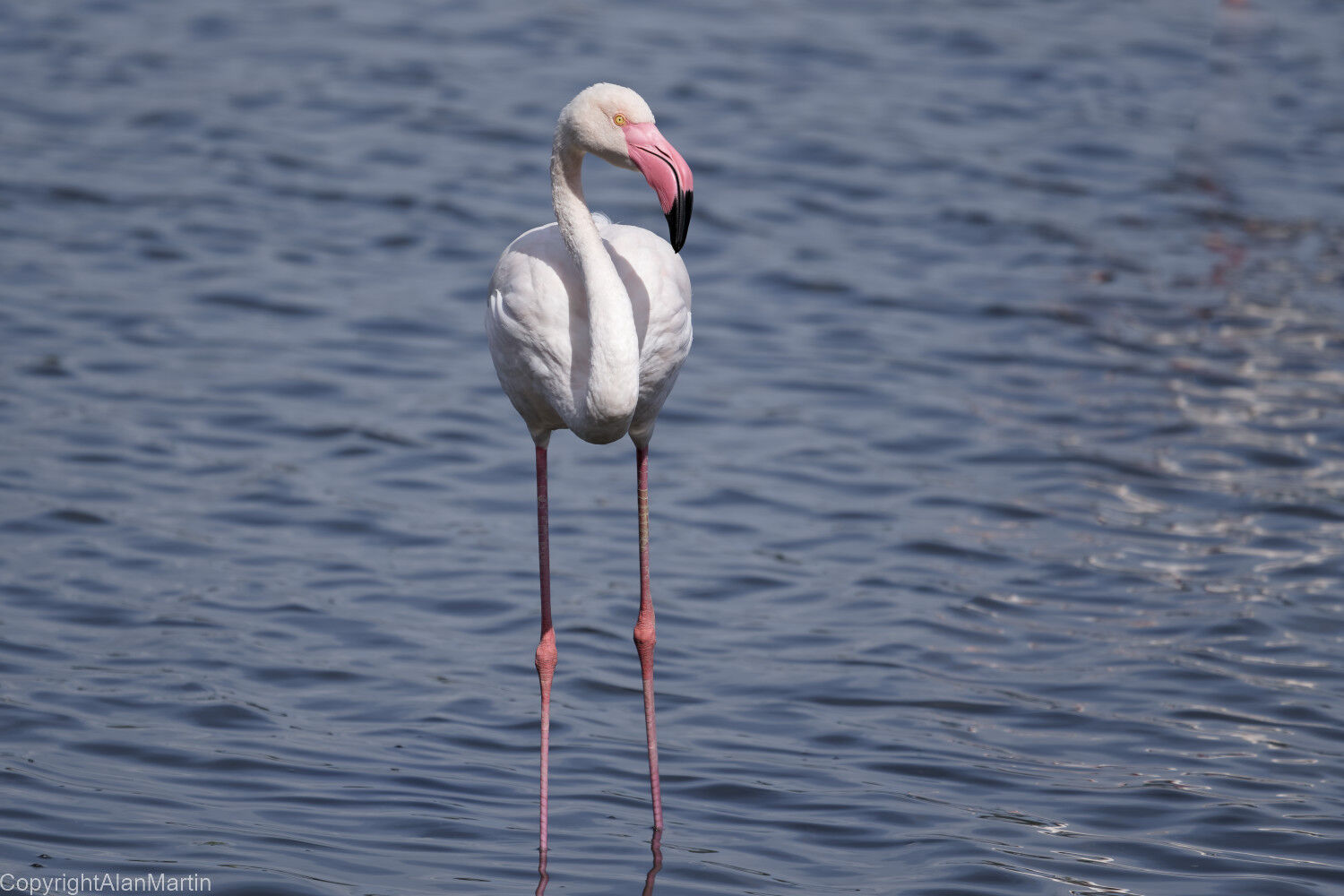 3 Flamingo