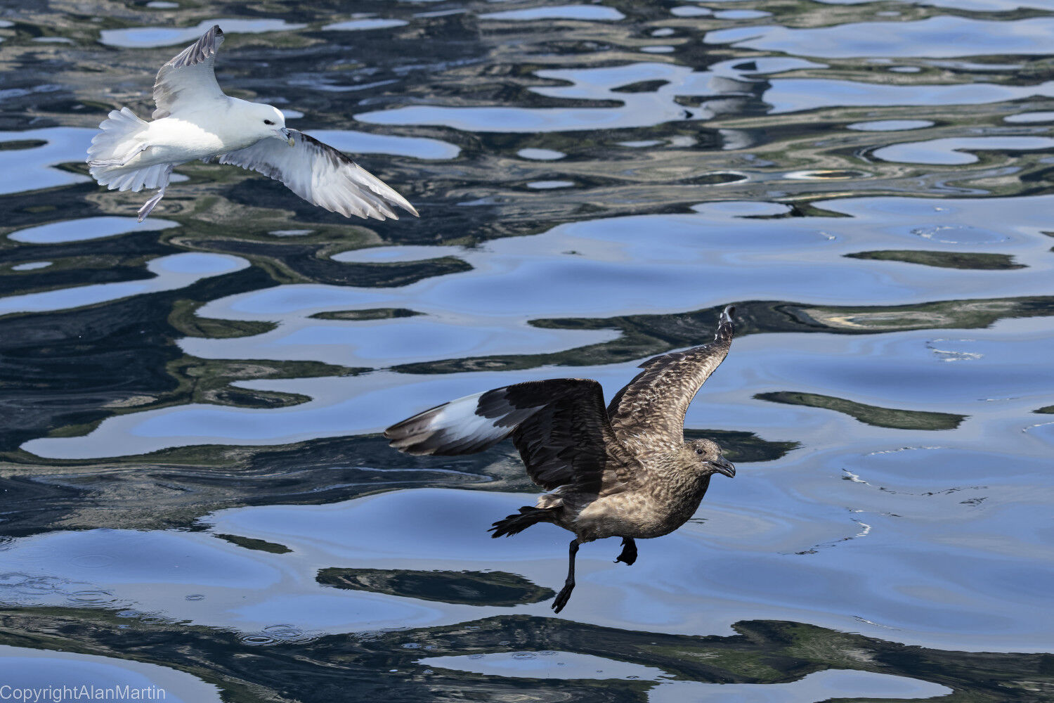 3  Great Skua and Fulmar