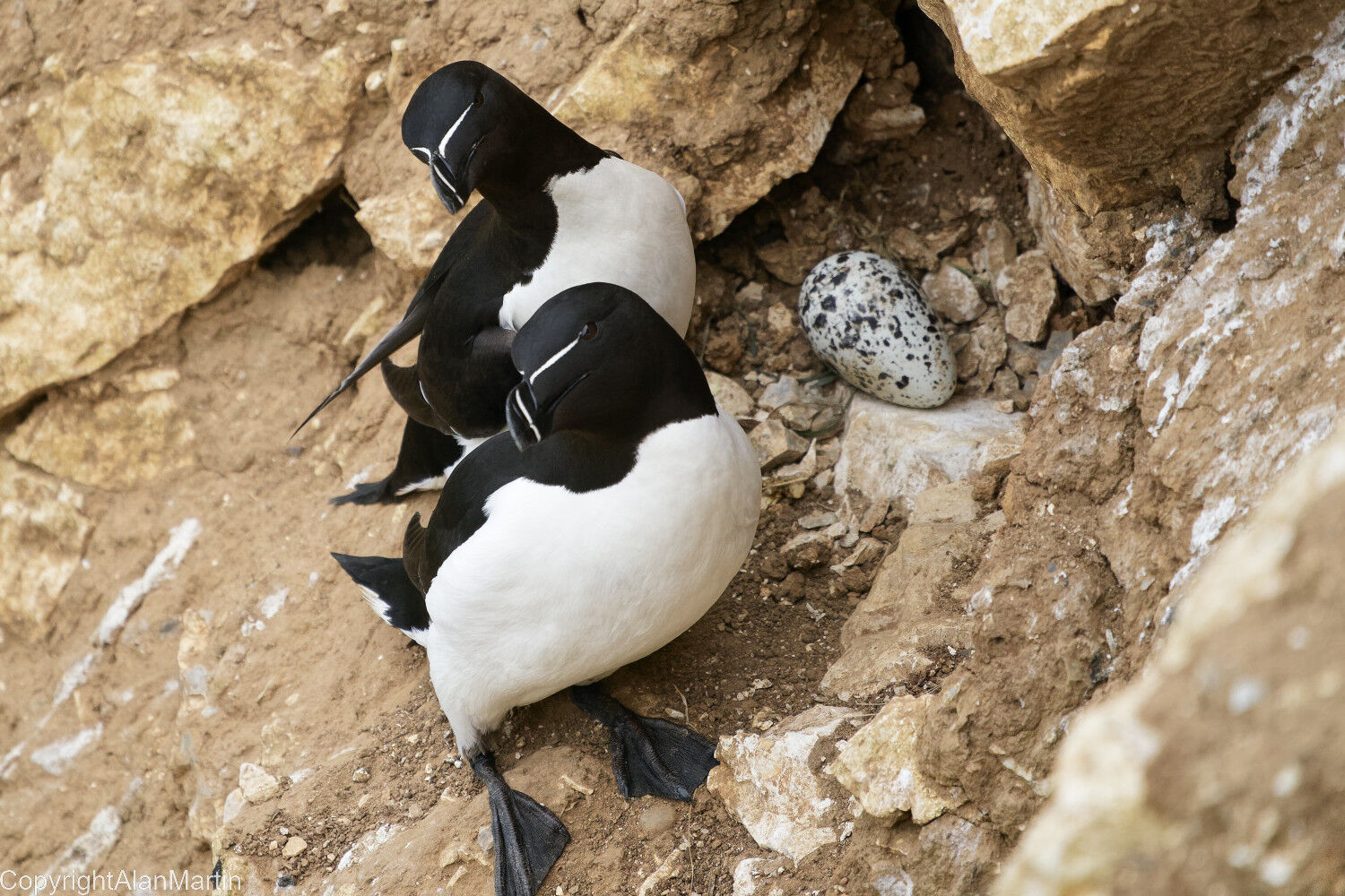 3 Razorbills and egg
