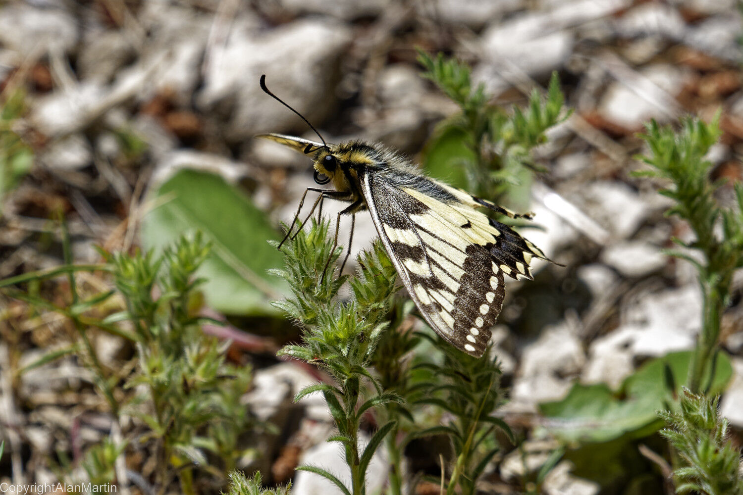 3 Swallowtail