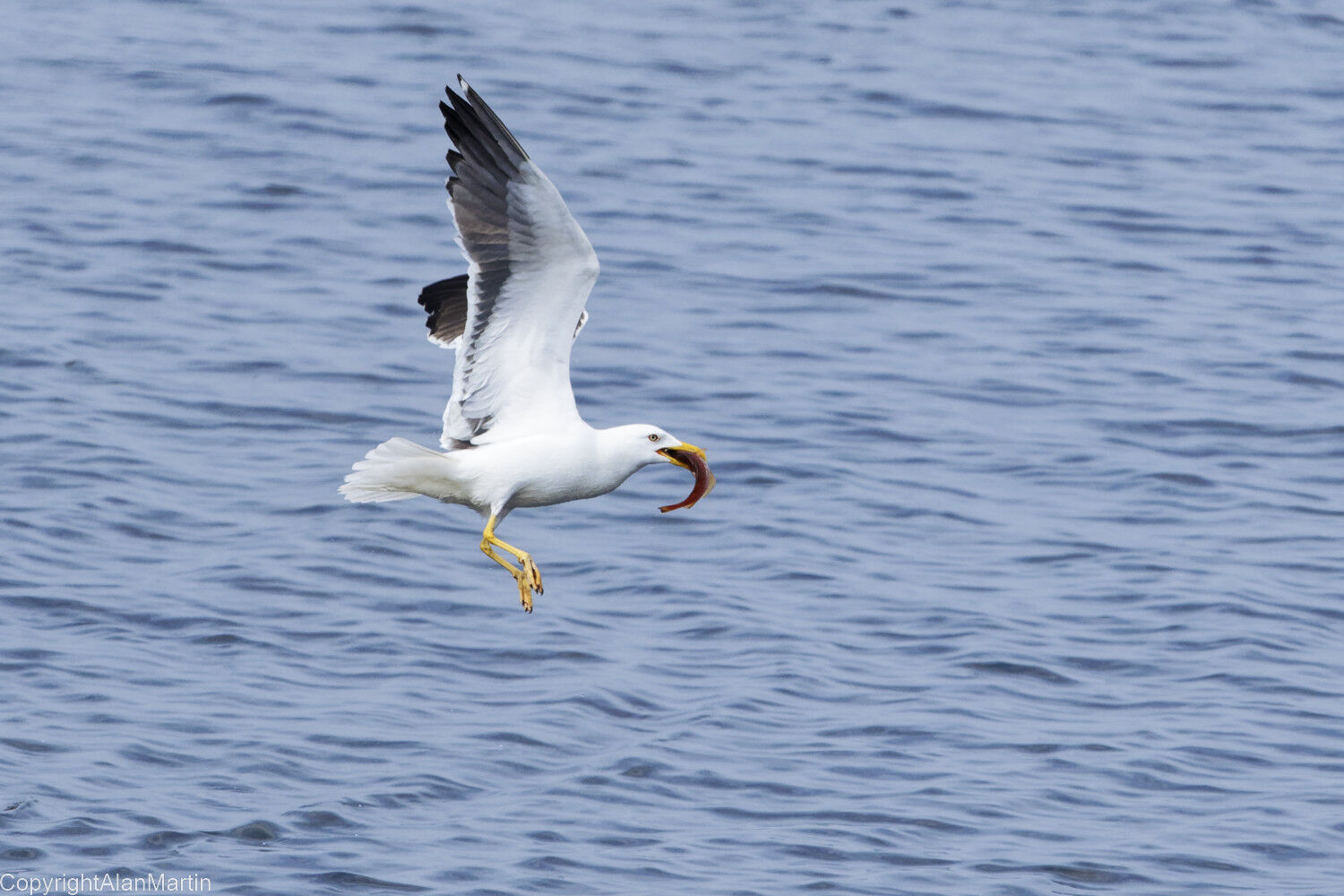 4. Lesser Black-backed gull