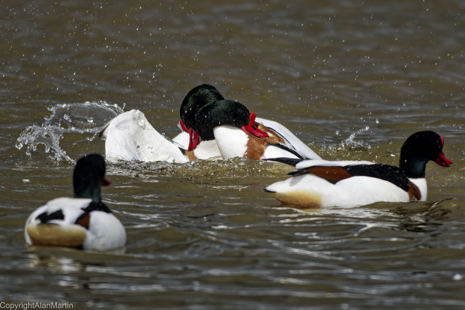 4. Common Shelduck, males fighting