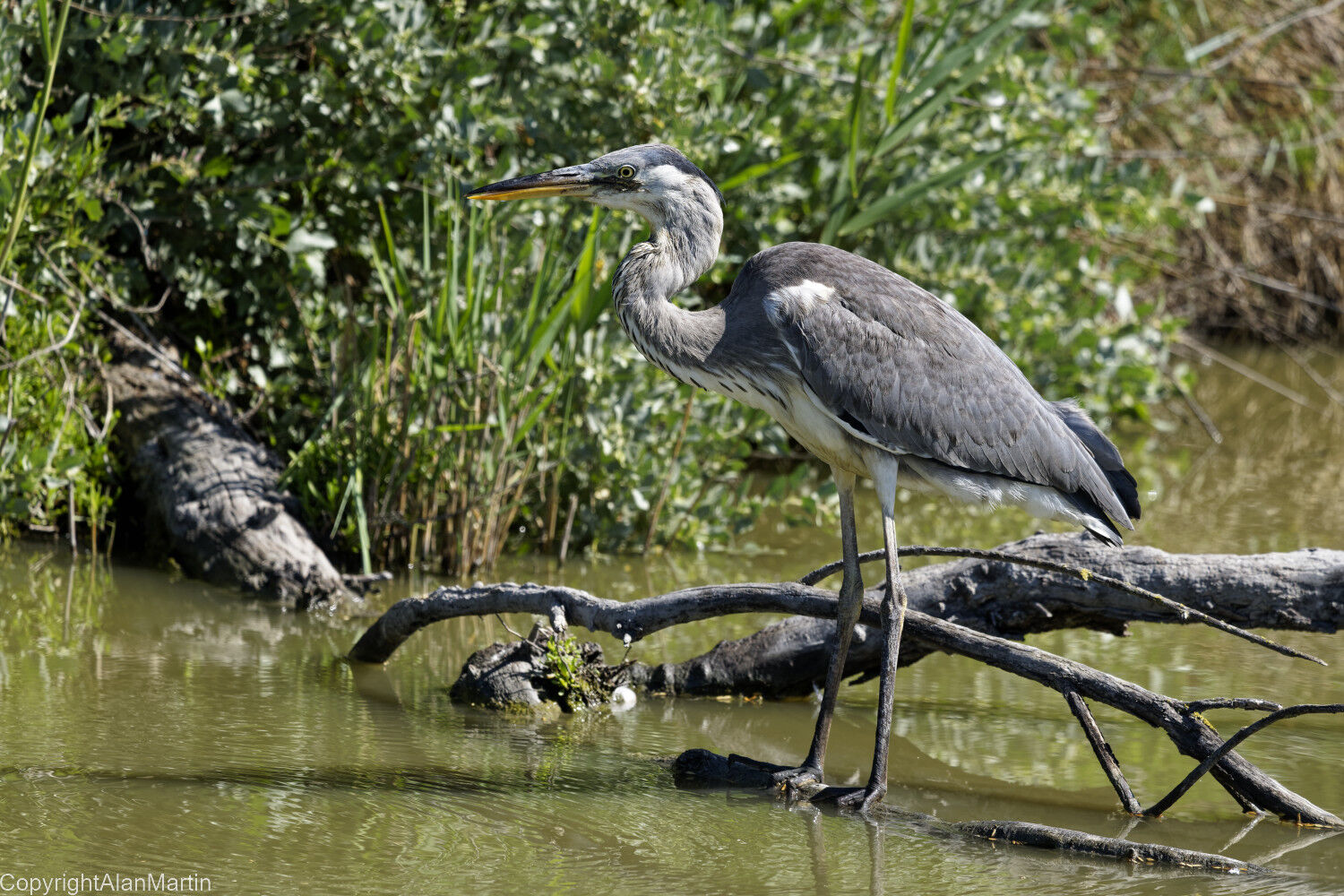 4.  Grey Heron  1