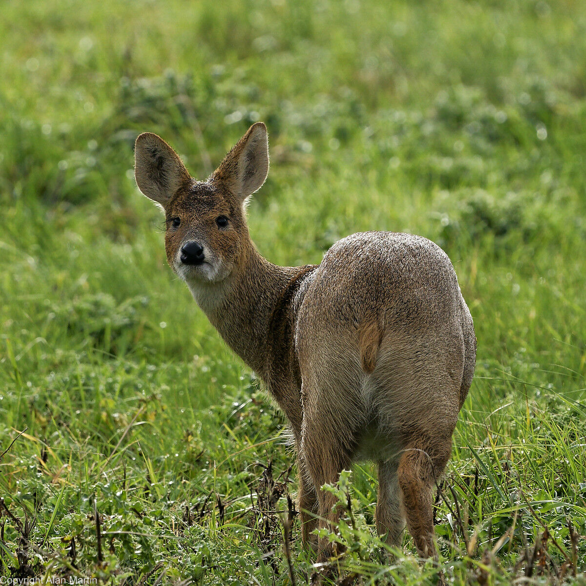 4 Chinese water deer
