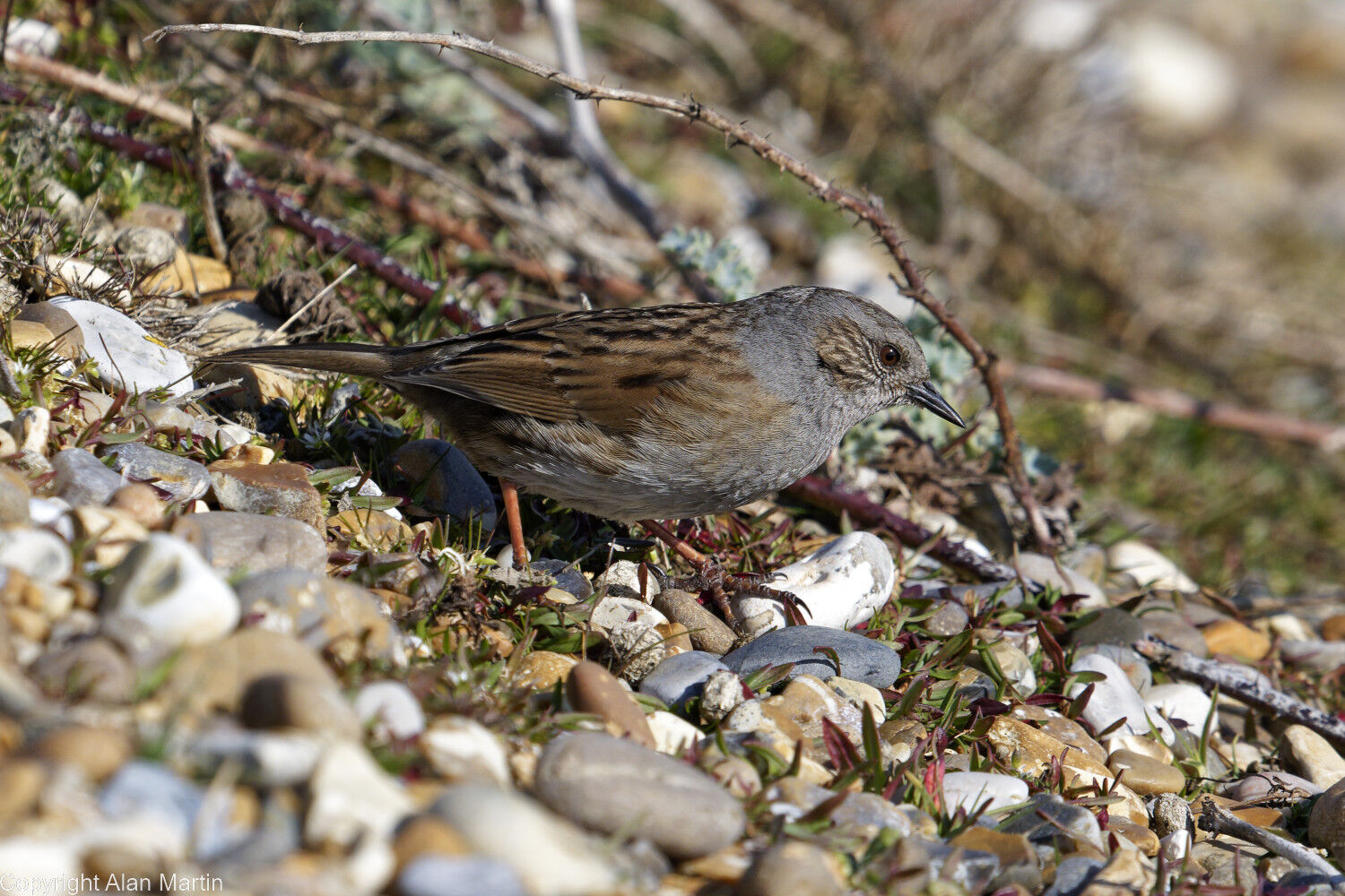 4 Dunnock on beach