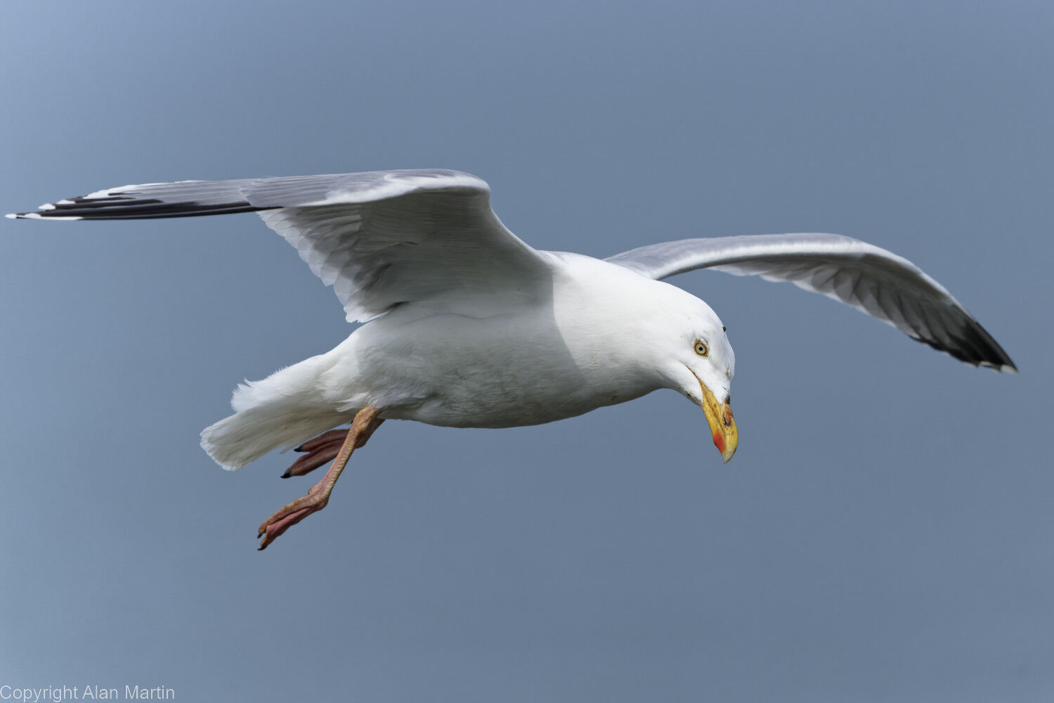 4 Flamborough cliffs, mud on head from nest building