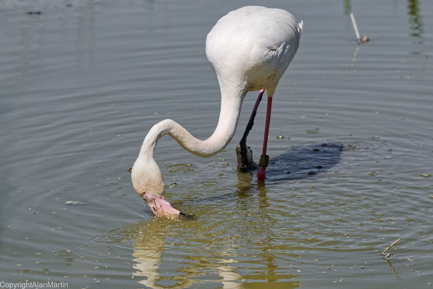 4  Flamingo
