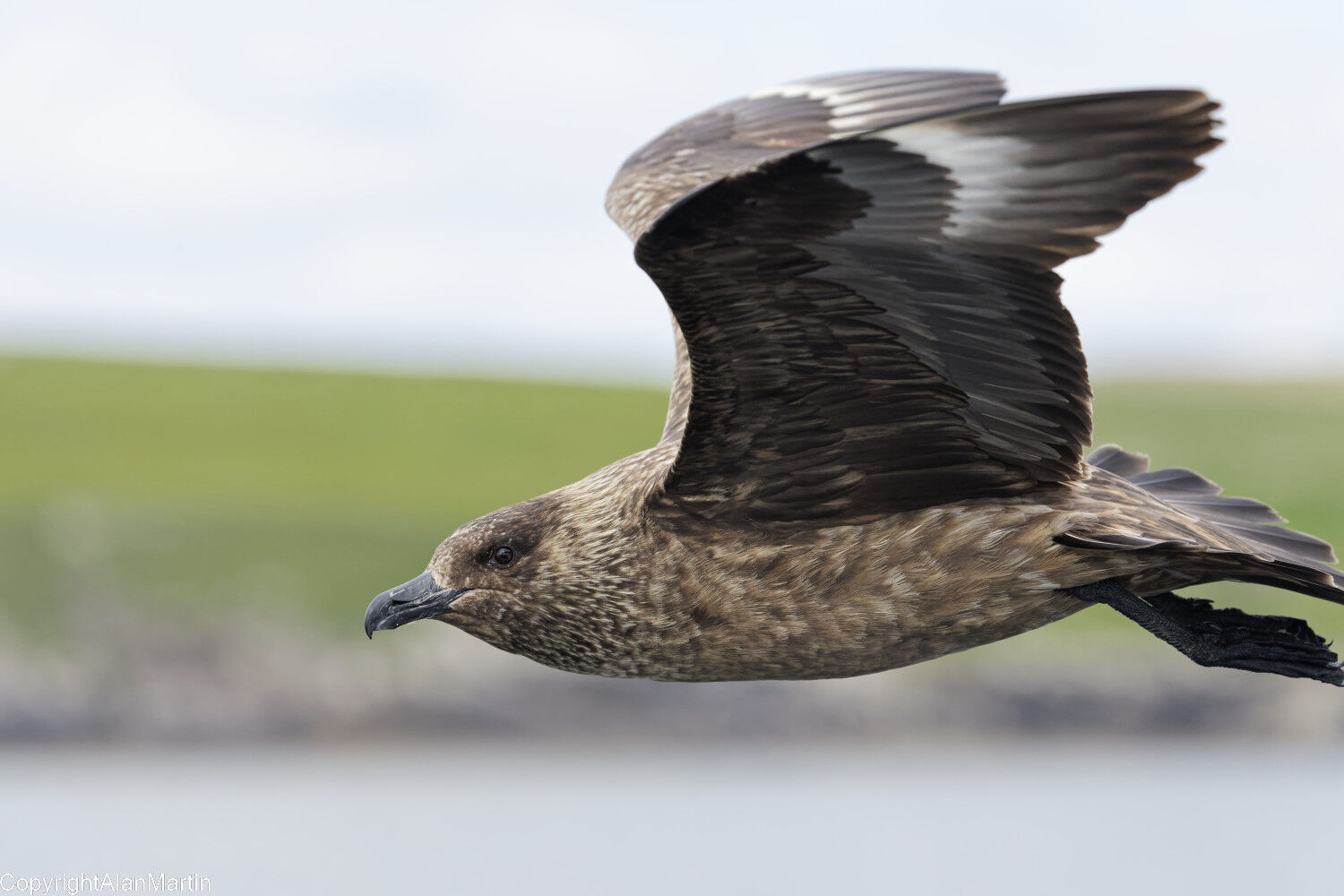 4  Great Skua
