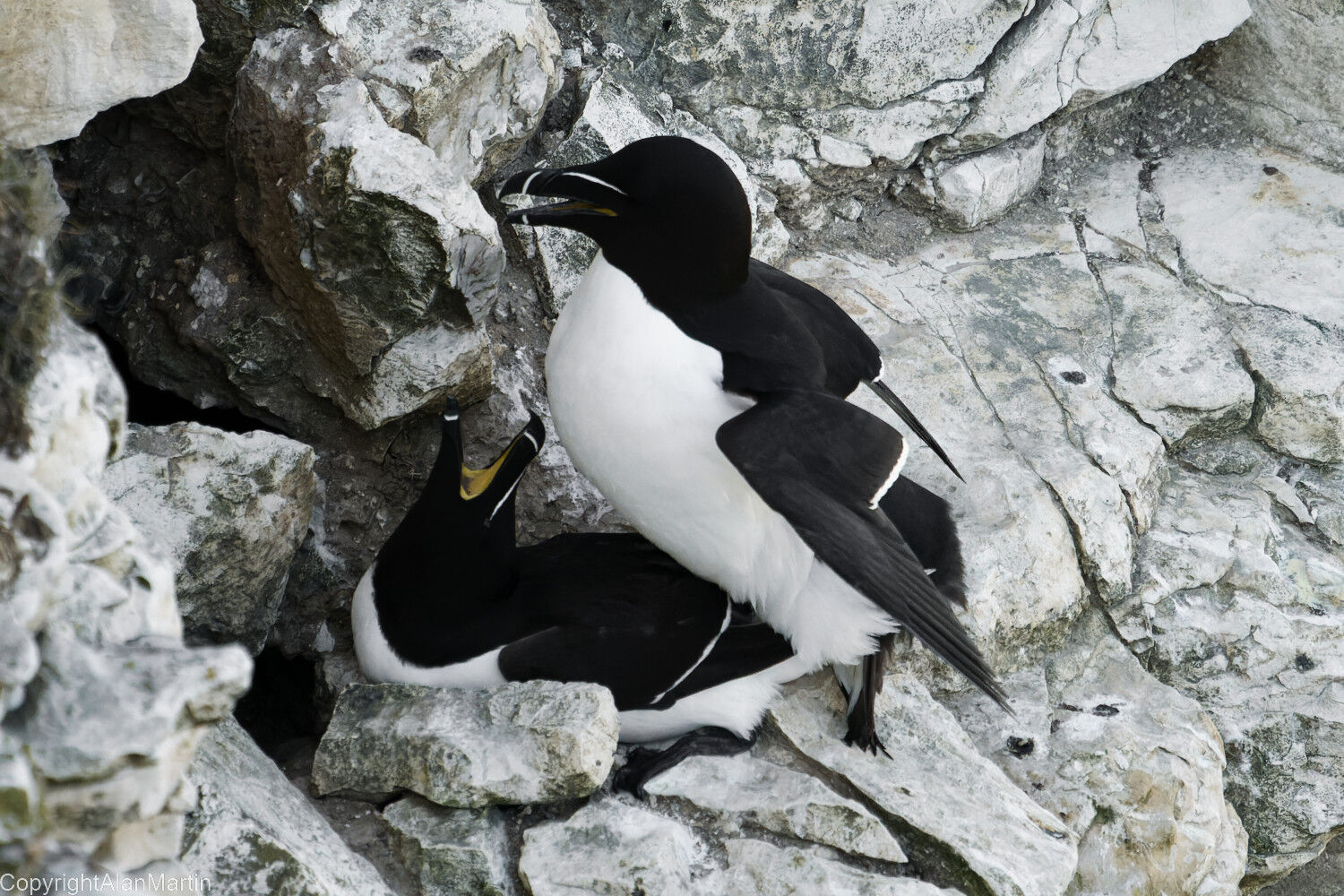 4 Razorbills