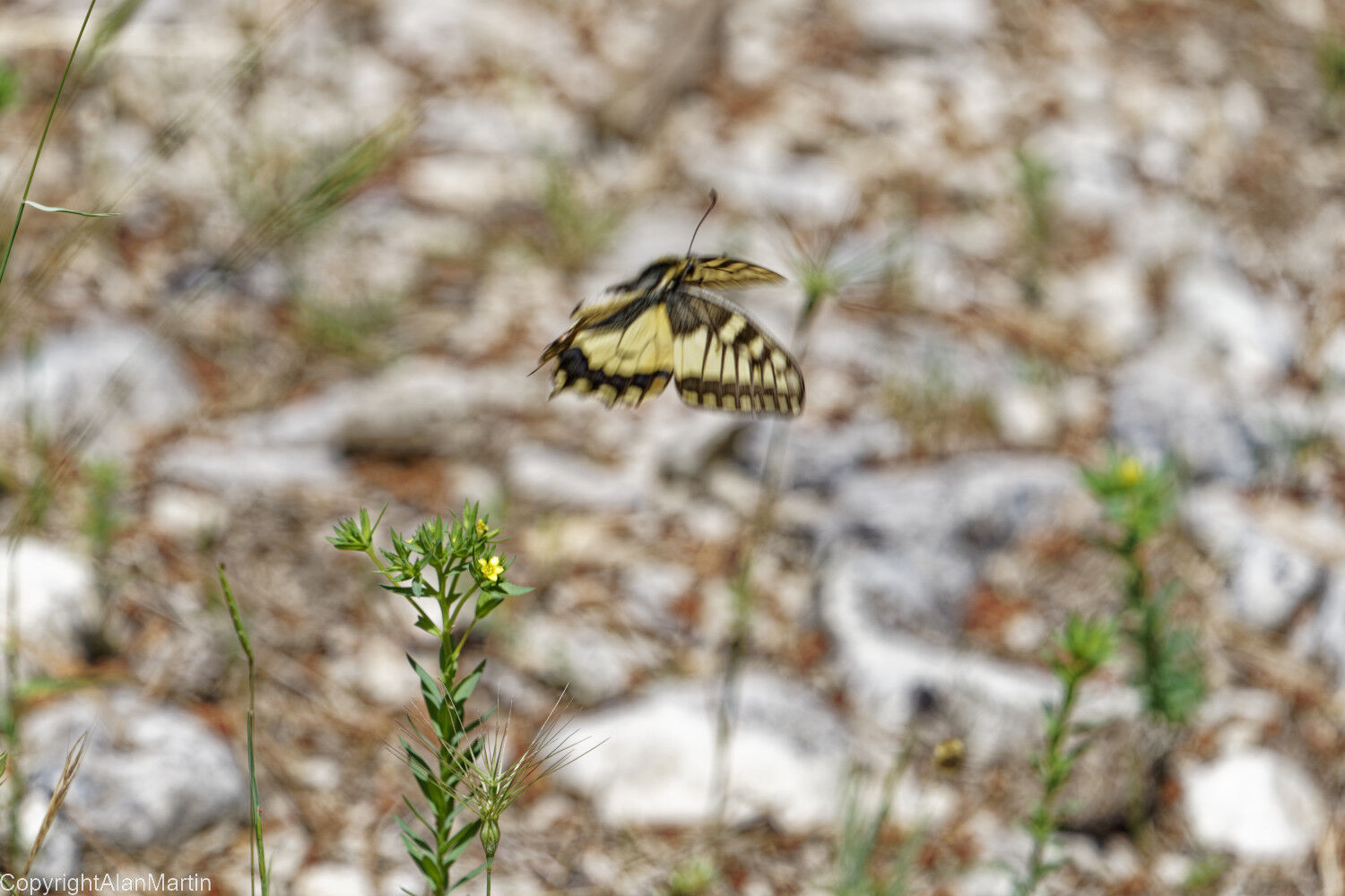 4 Swallowtail