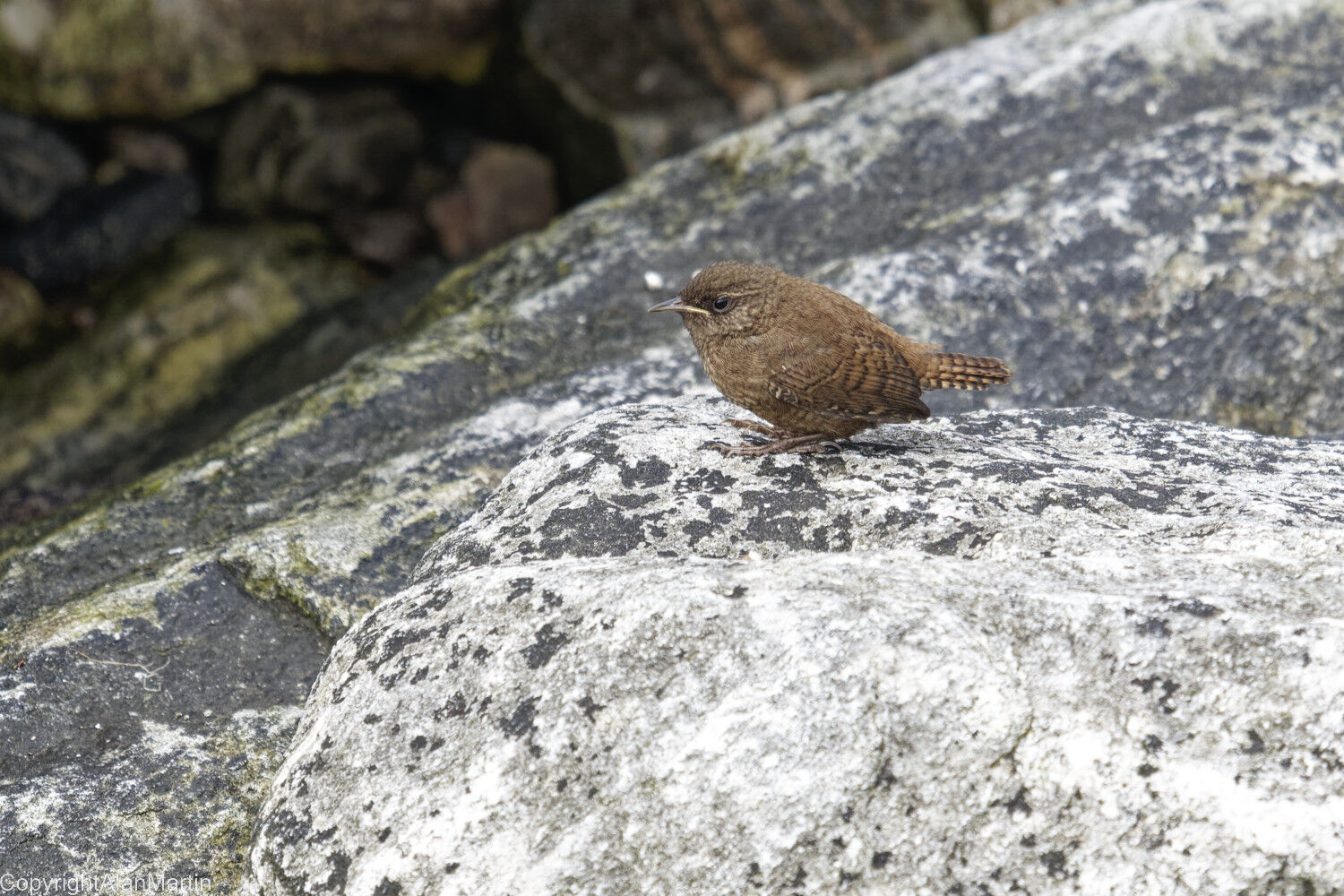 5. Shetland Wren