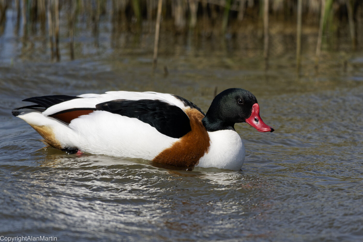5.  Common Shelduck
