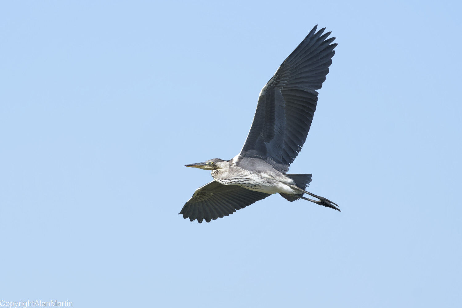 5. Grey Heron 2