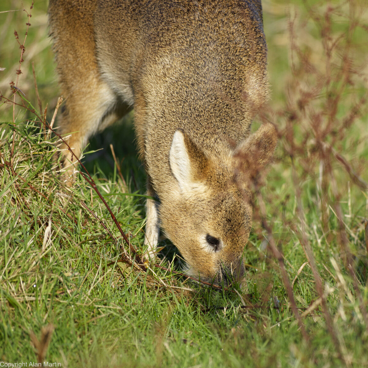 5 Chinese water deer