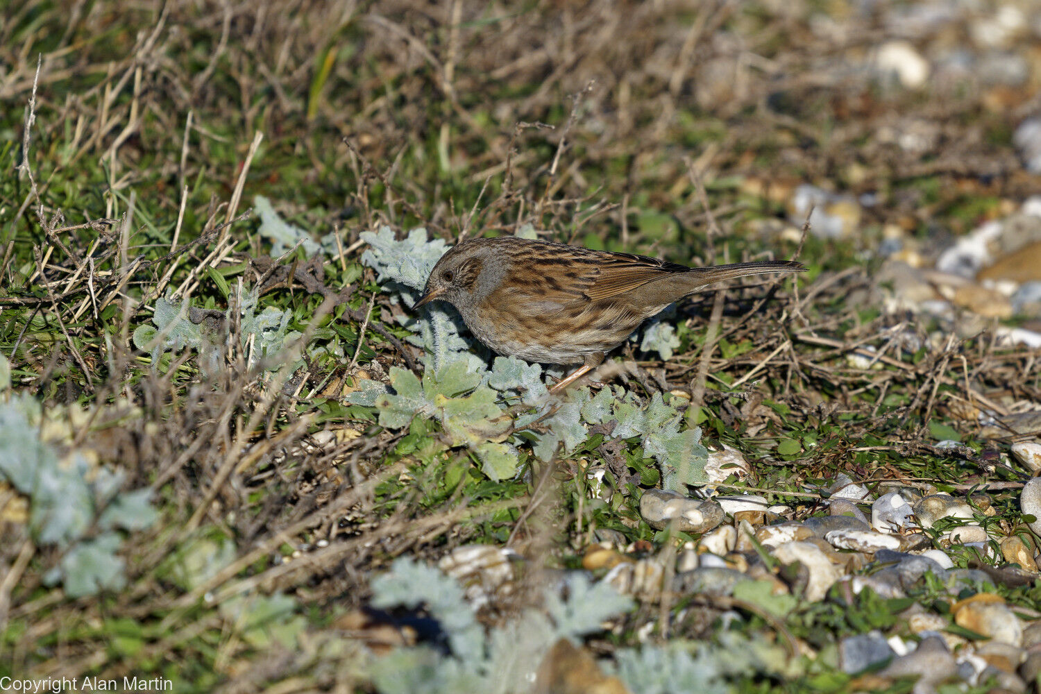 5 Dunnock on beach
