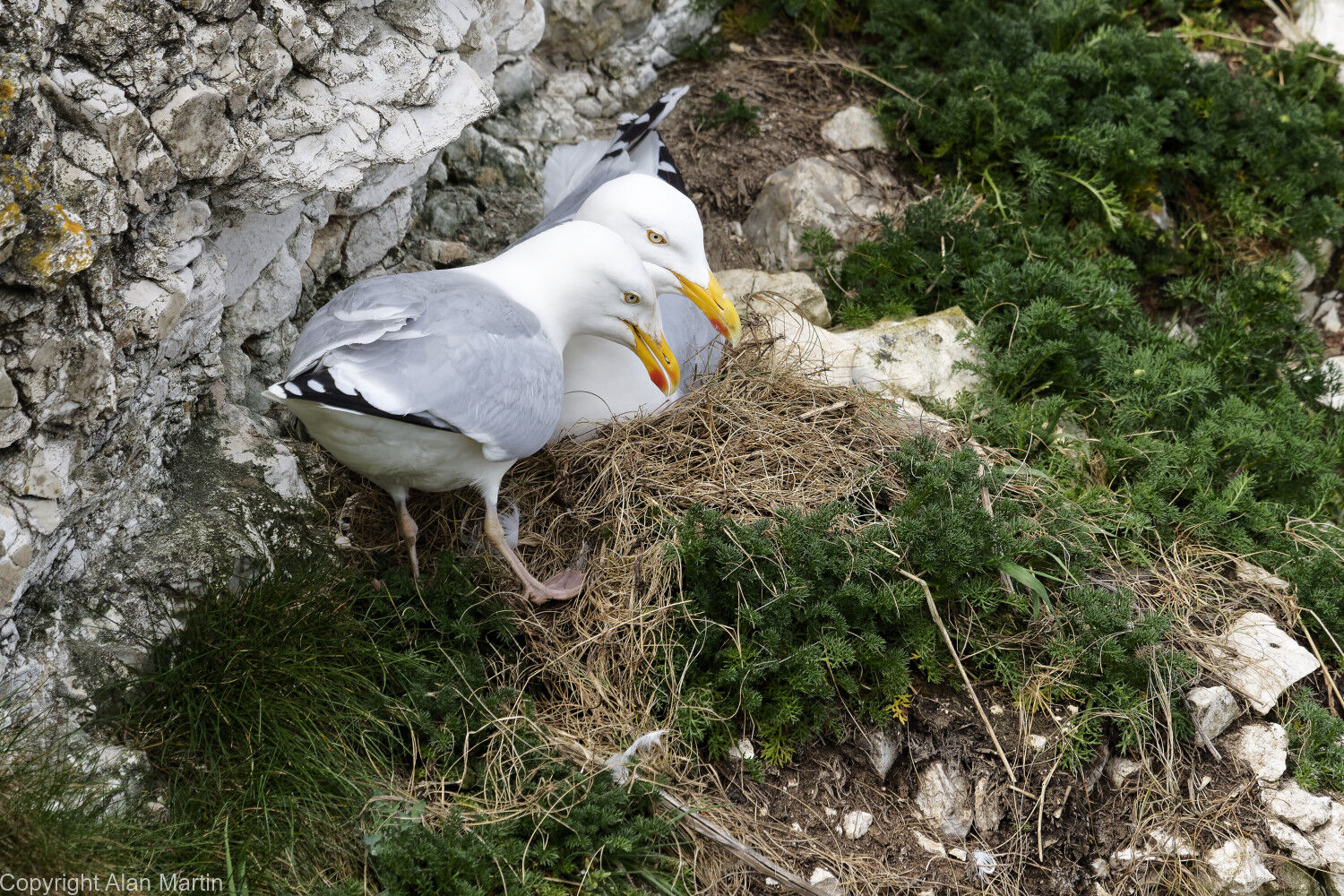 5 Flamborough cliffs, sitting on eggs