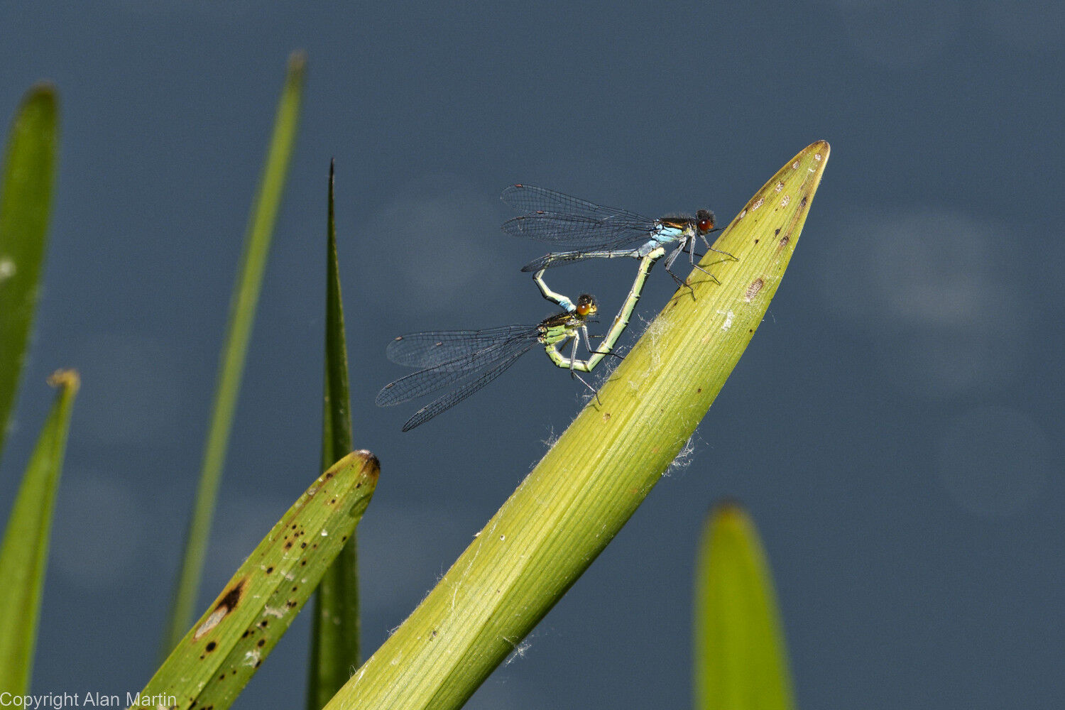 5 Pair mating
