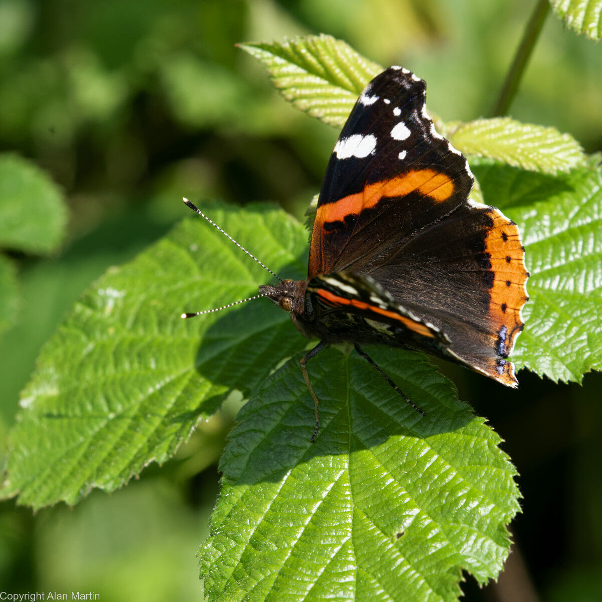 5 Red admiral